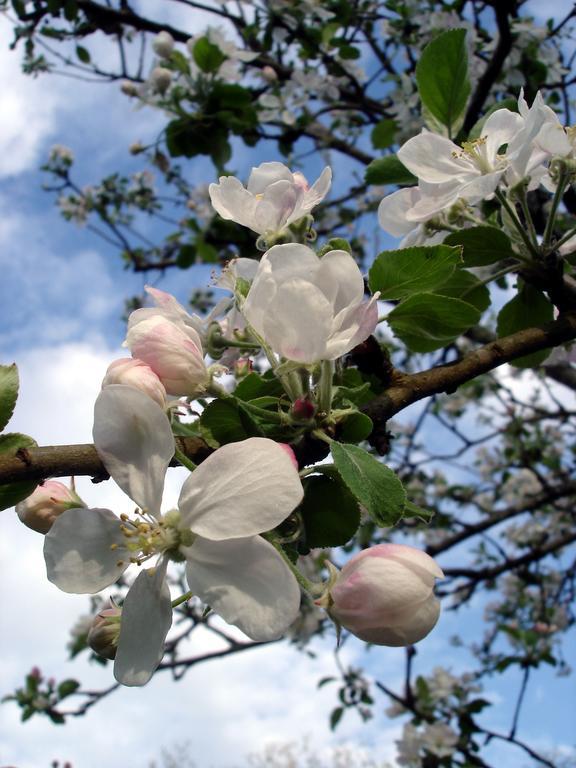 Gite Au Jardin Meilhan-sur-Garonne Pokój zdjęcie