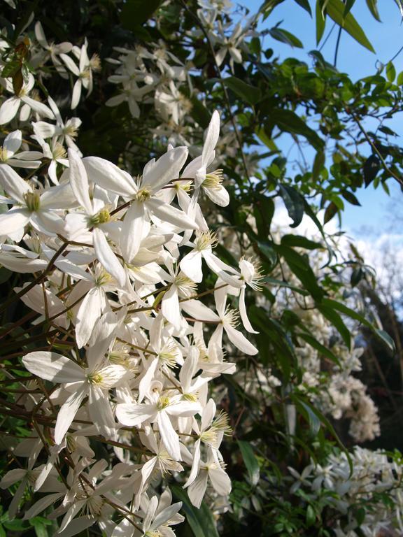 Gite Au Jardin Meilhan-sur-Garonne Pokój zdjęcie